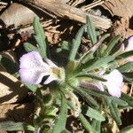 Ajuga iva Habitus