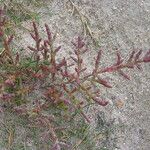 Salicornia europaea Blatt