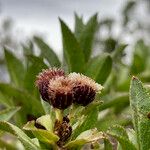 Baccharis prunifolia Ffrwyth