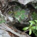 Euphorbia pancheri Hàbitat