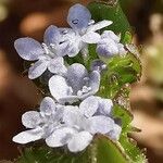 Valerianella echinata Blüte