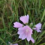 Malva tournefortiana Flower