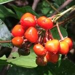 Malpighia glabra Fruit