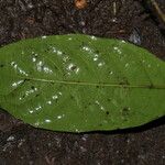 Aulacocalyx caudata Leaf