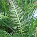 Pedicularis ascendens Leaf