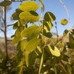 Burkea africana Leaf