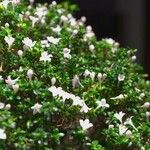 Buchozia japonica ᱥᱟᱠᱟᱢ