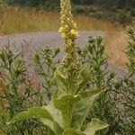 Verbascum densiflorumपत्ता