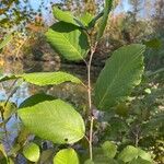 Alnus serrulata Folla