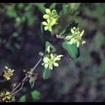 Amelanchier pallida Хабит