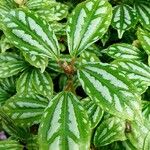 Pilea cadierei Leaf