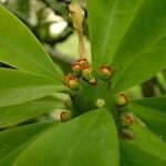 Euphorbia undulatifolia Flower