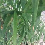 Phyllostachys aurea Yaprak