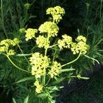 Patrinia scabiosifolia Květ