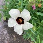 Hibiscus trionum 花