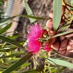 Eucalyptus leucoxylon Blüte