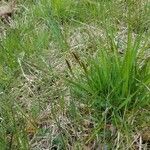 Carex stricta Leaf