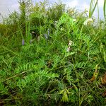 Vicia cracca Habitat