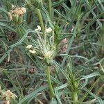 Plantago sempervirens Flower