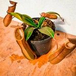 Nepenthes alata Листок