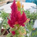 Celosia argenteaЦвят