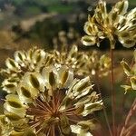 Pistorinia hispanica Other