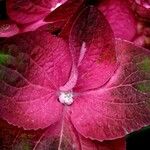 Hydrangea spp. Kwiat