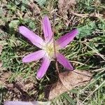 Colchicum montanum Квітка