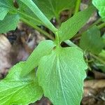 Valeriana tripteris Hoja