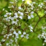 Boykinia aconitifolia Цветок