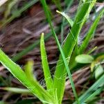 Luzula pilosa Leaf