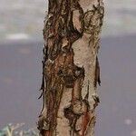 Crataegus persimilis 樹皮