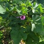 Malva arboreaपत्ता