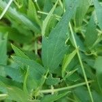 Clematis ligusticifolia Hoja