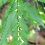 Persicaria hydropiper फूल