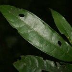 Eschweilera micrantha 葉