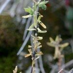 Euphorbia sulcata Annet