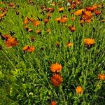 Pilosella aurantiaca Habit