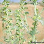 Ambrosia acanthicarpa Natur