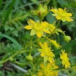 Saxifraga aizoidesFleur