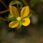 Ludwigia hyssopifolia Flor