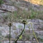 Allium oleraceum 花