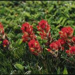 Castilleja mendocinensis Habit