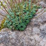 Saxifraga caesia Blatt