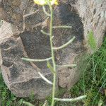 Brassica procumbens 花