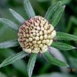 Scabiosa lucida Fleur