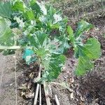 Crambe maritima Leaf