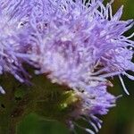 Ageratum houstonianumBlomma