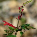 Salvia elegans Flor