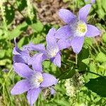 Campanula lactiflora Flower